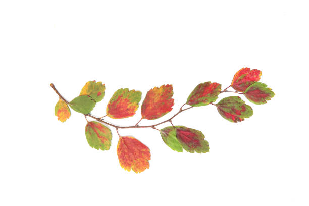 Herbarium of pressed autumn branch with dried leaves.
