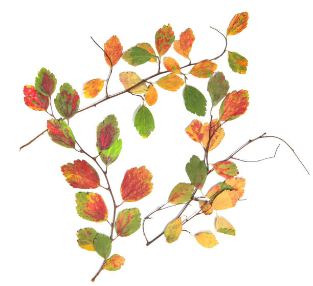 istock Twigs with colorful dried leaves isolated on white background. 1202445346