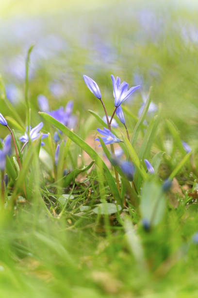 istock Tender flowers of blue spring scilla siberica on nature forest background, selective soft focus, spring background 1202446427