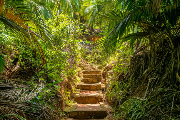 istock Fond Ferdinand Nature Reserve on Praslin, Seychelles 1202447110