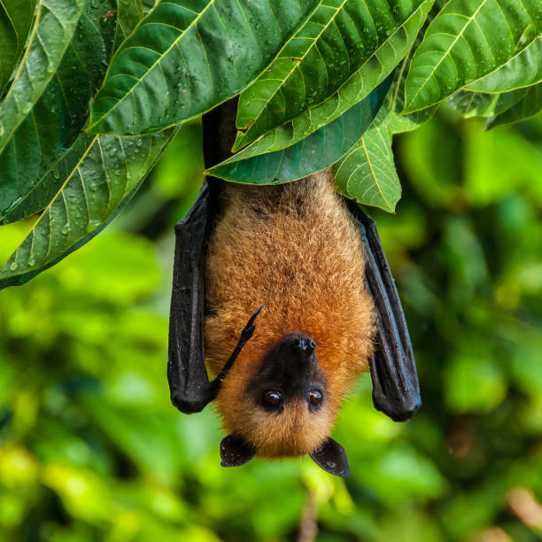 istock Seychelles fruit bat or flying fox Pteropus seychellensis at La Digue,Seychelles 1202448812