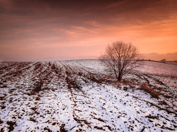 arbre nu simple dans le domaine agricole enneigé au coucher du soleil - bare tree tree single object loneliness photos et images de collection