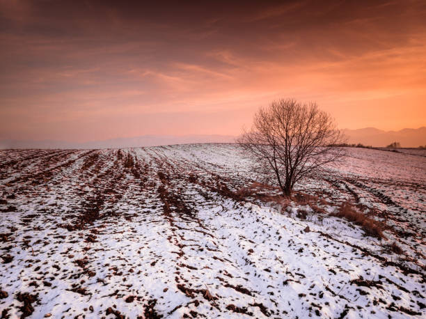 夕暮れ時の雪の農業分野の単一の裸の木 - bare tree tree single object loneliness ストックフォトと画像