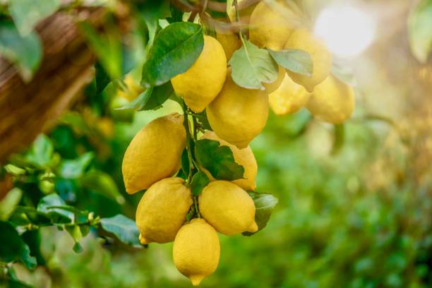 citrons poussant sous le soleil d'été, sur un arbre en italie. - focus tree leaf freshness photos et images de collection