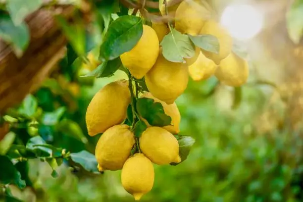 Photo of Lemons growing in summer sunshine, on a tree in Italy.
