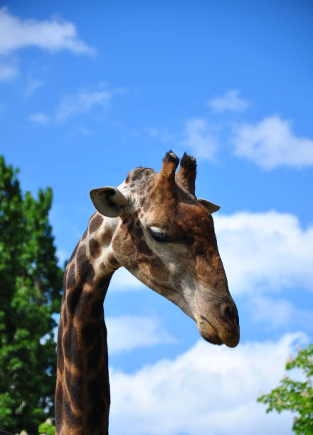 istock Giraffe head against the sky and trees, close-up 1202450654
