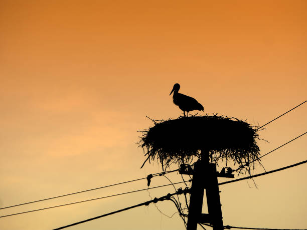 istock stork and nest silhouette 1202450755