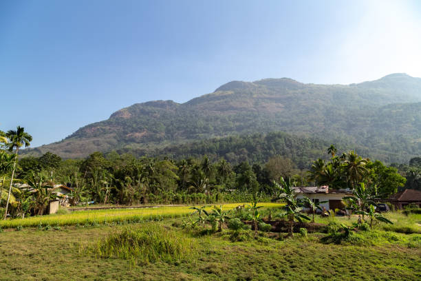 istock rice field terraces in mountains landscape 1202450963