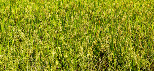 istock Rice farm green Paddy Fields Bali, Indonesia 1202451028