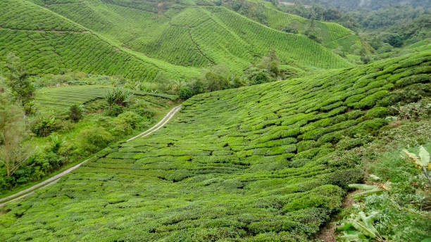 istock Tea plantation in Malaysia 1202451622