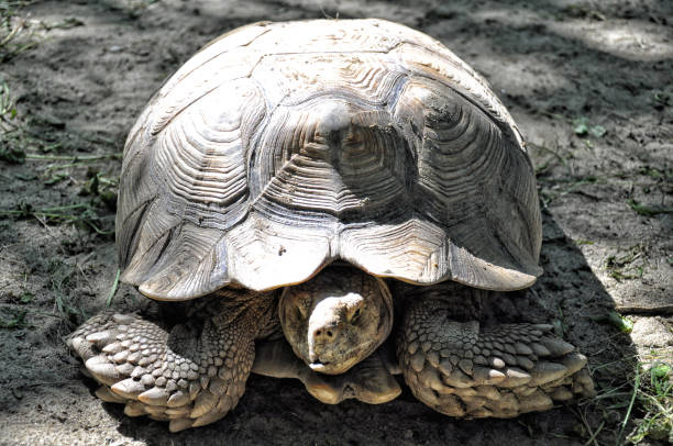 istock Big Turtle close-up on the earth, animal protection 1202451711