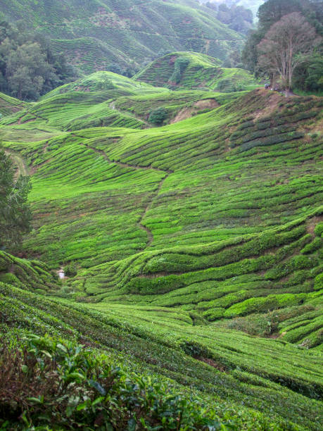 istock Tea plantation in Malaysia 1202452184