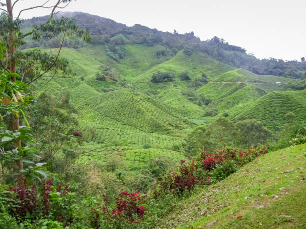 istock Tea plantation in Malaysia 1202452718
