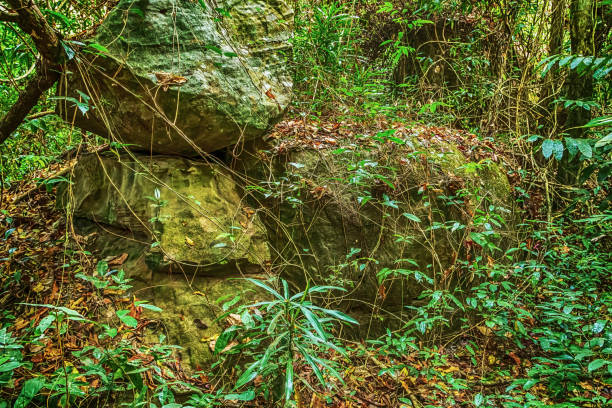 Kbal Spean Jungle liana plant park in Cambodia, located in the Phnom Kulen mountain massif in Siem Reap Province. Tour of Cambodia's jungles.
