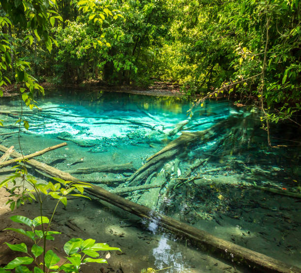 istock Emerald Pool Krabi rainforest Thailand 1202455072