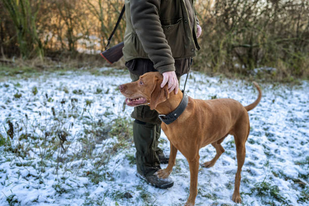 istock Hunting dog waiting to get command from gamekeeper. 1202455111