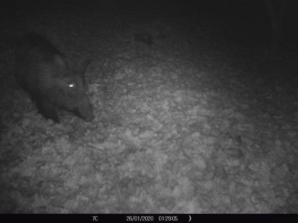 istock Wild Boar in French garden 1202455988