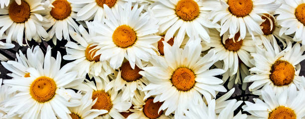 istock Natural Chamomile flowers Valentine's Day 1202456141