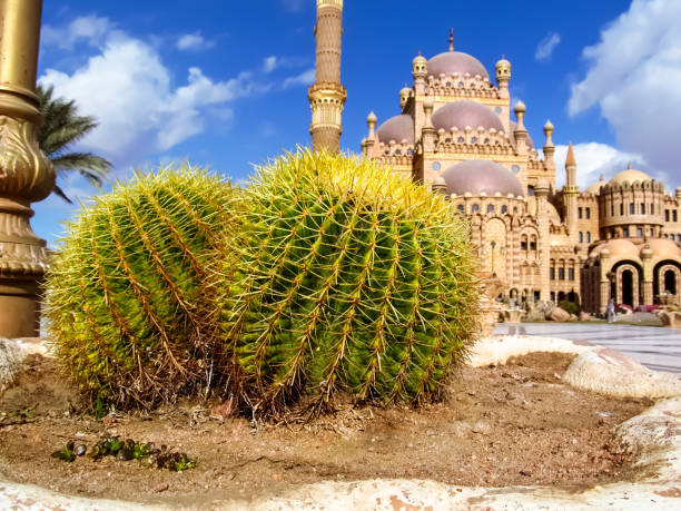 deux boules épineuses des grusonii d'echinocactus, plan rapproché, sur l'arrière-plan de mosquée d'al mustafa dans sharm el sheikh - grusonii photos et images de collection