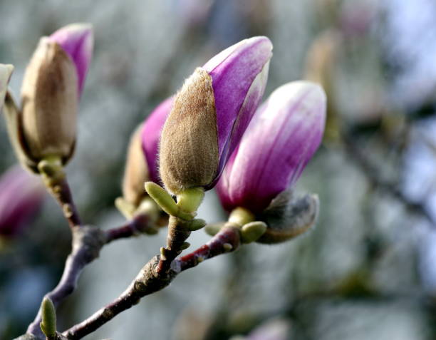 branch with closed magnolia flowers in violet-white - focus on foreground magnolia branch blooming imagens e fotografias de stock