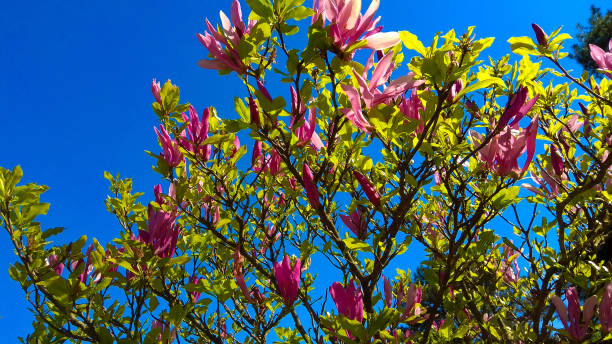 grandes fleurs roses avec de nouvelles feuilles vertes dans le vent sur les branches d'arbre de liliflora de magnolia contre le ciel bleu de source. fleurs roses de magnolia de tulipe. - spring magnolia flower sky photos et images de collection