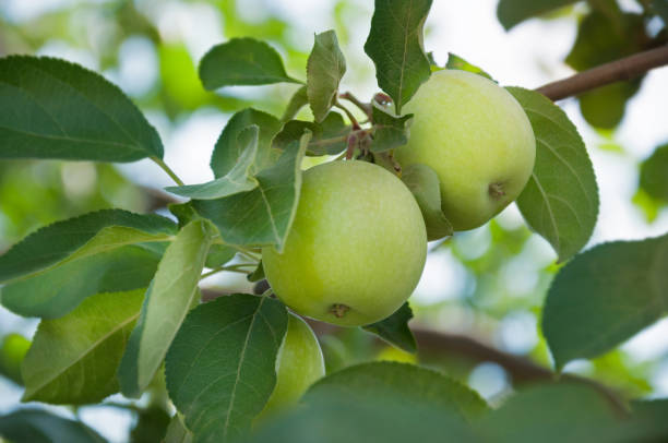 istock Green apples close up. Orchard with ripe apples on apple tree branches. Picking apples. 1202458987