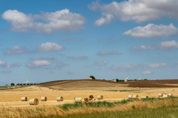 istock Rural landscape in Apulia at summer 1202459098