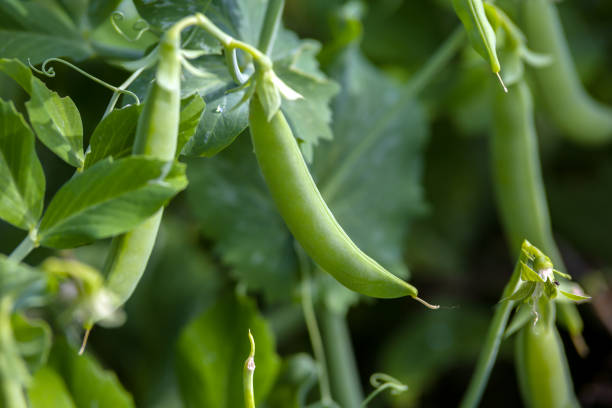 grüne erbsen in hülsen wachsen im sommergarten - bohne stock-fotos und bilder