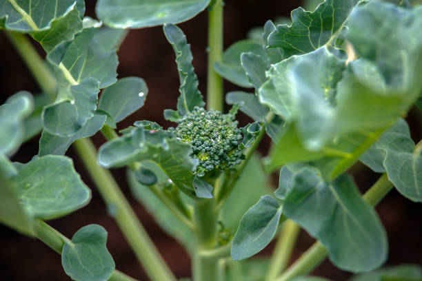 young broccoli flower bud in summer garden.