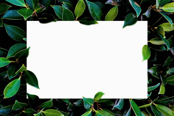 istock White box to insert various text And with green leaves in the background; 1202459999