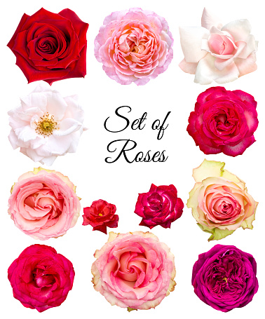 Set of roses in different colors and varieties. Flowers on a white background. Objects for graphic design.