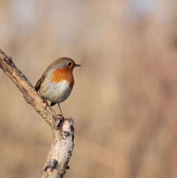 istock European robin in a wild Hungarian forest. 1202461100