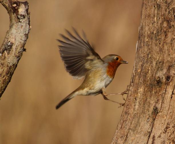 istock European robin in a wild Hungarian forest. 1202461106