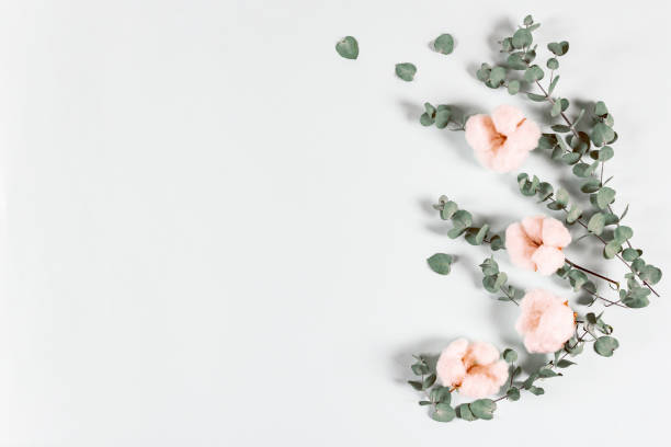 istock Flowers composition - fresh eucalyptus leaves and cotton flowers    on light background. Delicate floral background. Flat lay, top view, copy space 1202461227