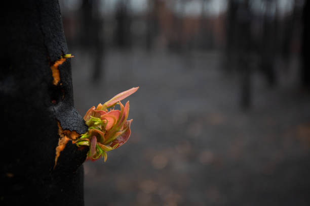 istock Trees literally break apart with new growth after bush fire 1202462175