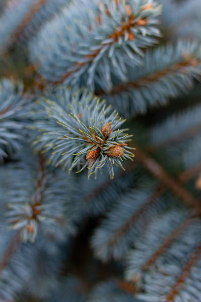 istock Small cones grow on the blue spruce. 1202463134