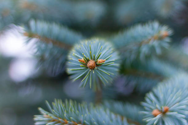 A DSLR photo of spruce cones on a fir tree branch. Shallow depth of field.