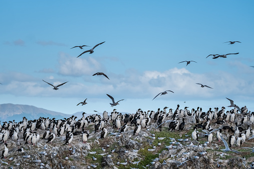 Huge imperial shag colonies on the sislands of the Beagle Channel near Ushuaia, Tierra del Fuego, Argentina.