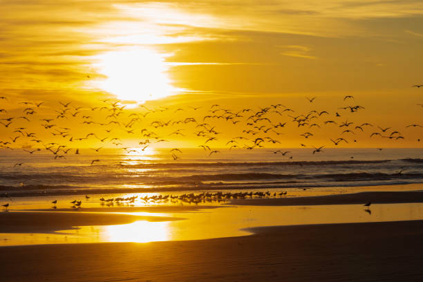 istock Seagulls take to flight from the beach at Daytona Beach, Florida at sunrise with commerical fishing vessel sailing along the horizon. 1202464820