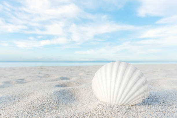 istock Summer beach sand and seashell copy space scene 1202465082