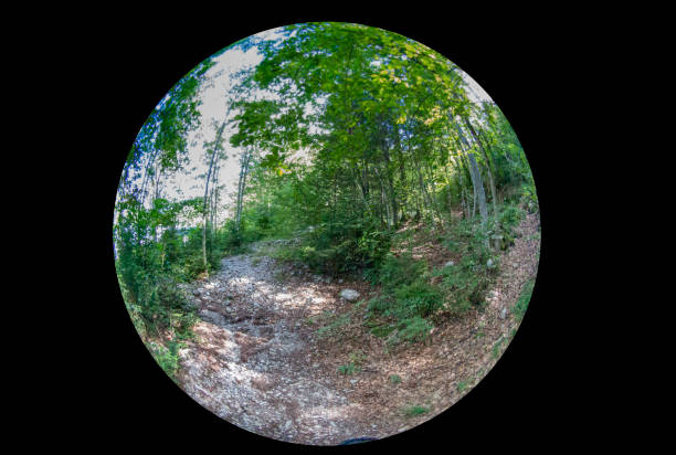istock 2019 Forest walk through the Alps to Lac du Montsalvens, Switzerland 1202465788
