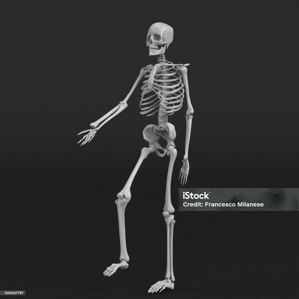 Skeleton Getting Human Skeleton Stock Photo - Download Image Now - Anatomy, Biology ...