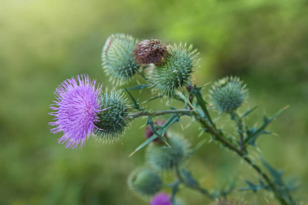 istock Cirsium vulgare, Spear thistle, Bull thistle, Common thistle, short lived thistle plant with spine 1202469251