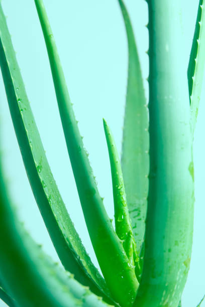 istock Aloe Vera Plant 1202469363