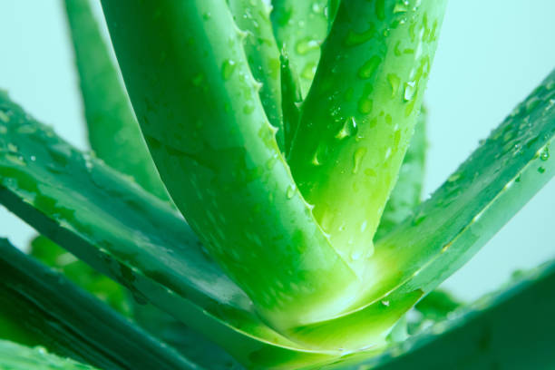 istock Aloe Vera Plant 1202469364