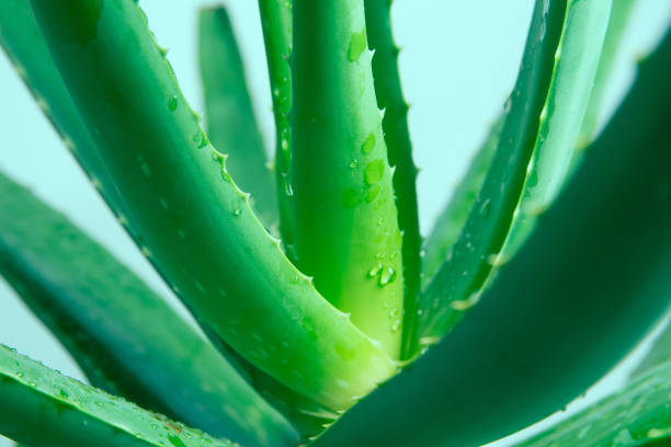 Aloe leaf Aloe leaf aloe juice stock pictures, royalty-free photos & images