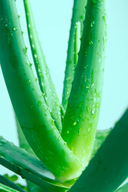 istock Aloe Vera Plant 1202469434