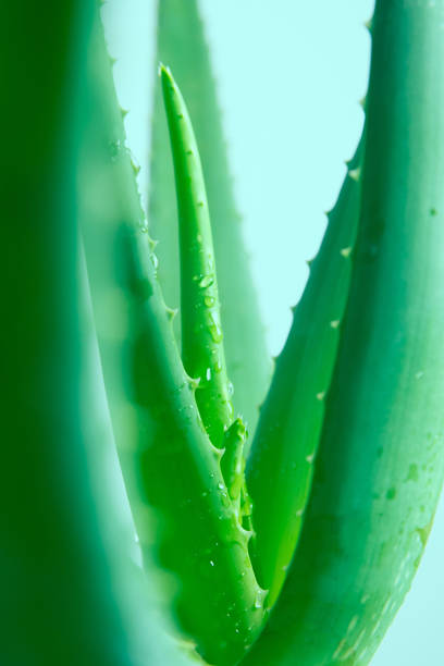 istock Aloe Vera Plant 1202469505