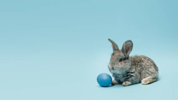 istock Adorable Easter bunny isolated on blue studio background, flyer, greeting card 1202470402