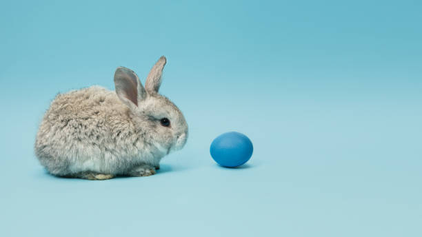 istock Adorable Easter bunny isolated on blue studio background, flyer, greeting card 1202470421